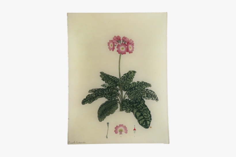Primula Rect - Botany, transparent png download