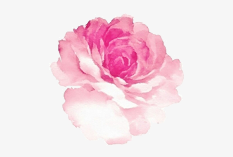 S L Mount - Pink Rose Watercolor Png, transparent png download