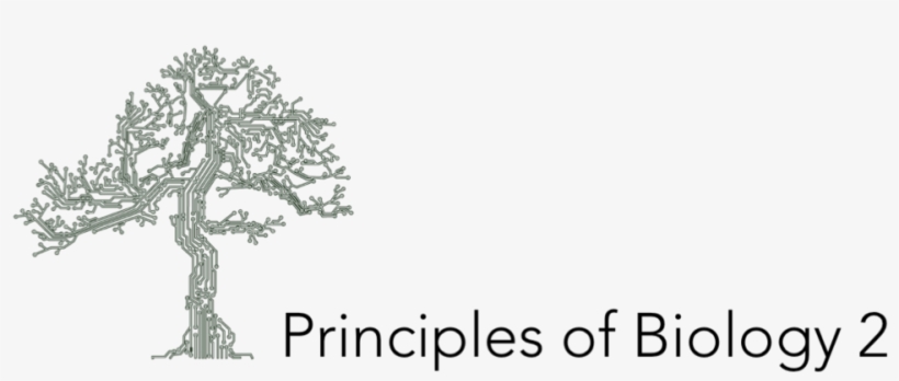 Picture2 - Biology, transparent png download