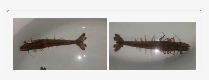 Ready To Spawn In L - Gulf Flounder, transparent png download