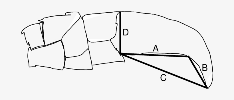 Diagram Of The Measurements Taken From Claws - Line Art, transparent png download
