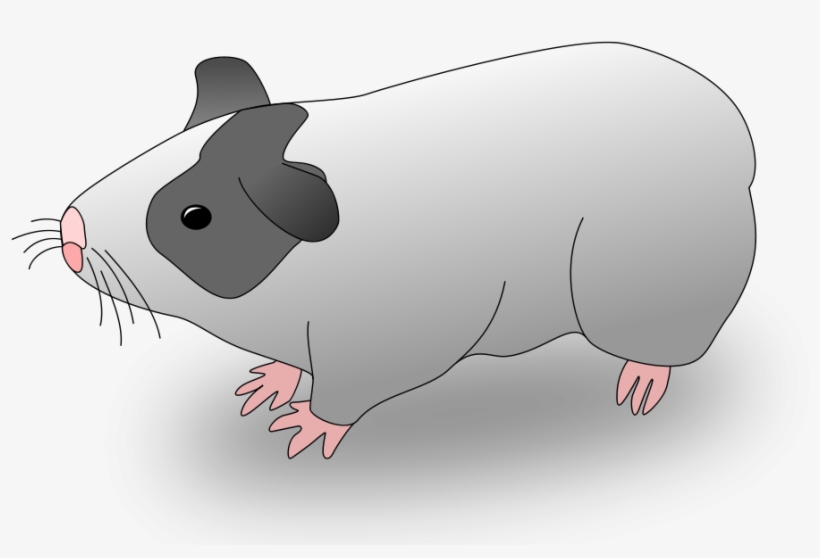 How To Set Use Cavia Guinea Pig Clipart, transparent png download