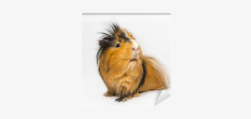 Guinea Pigs 2018 Wall Calendar, transparent png download