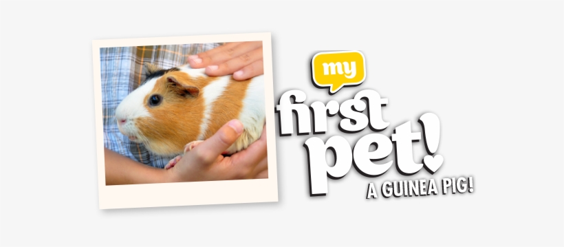 My First Guinea Pig, transparent png download