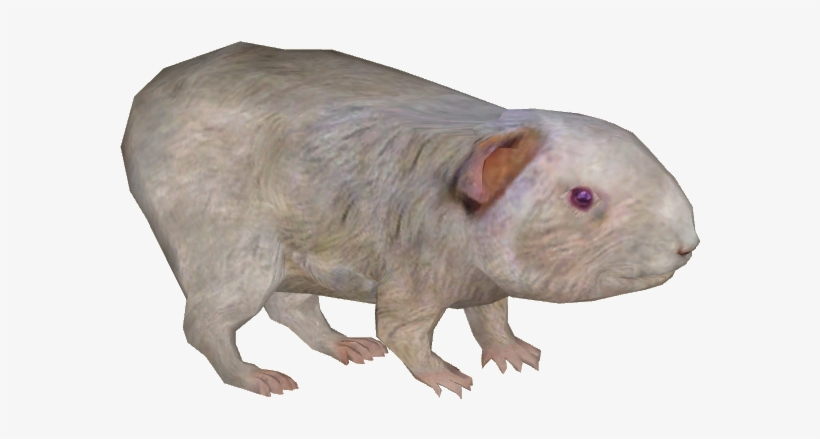 Guinea Pig 9 - Wiki, transparent png download