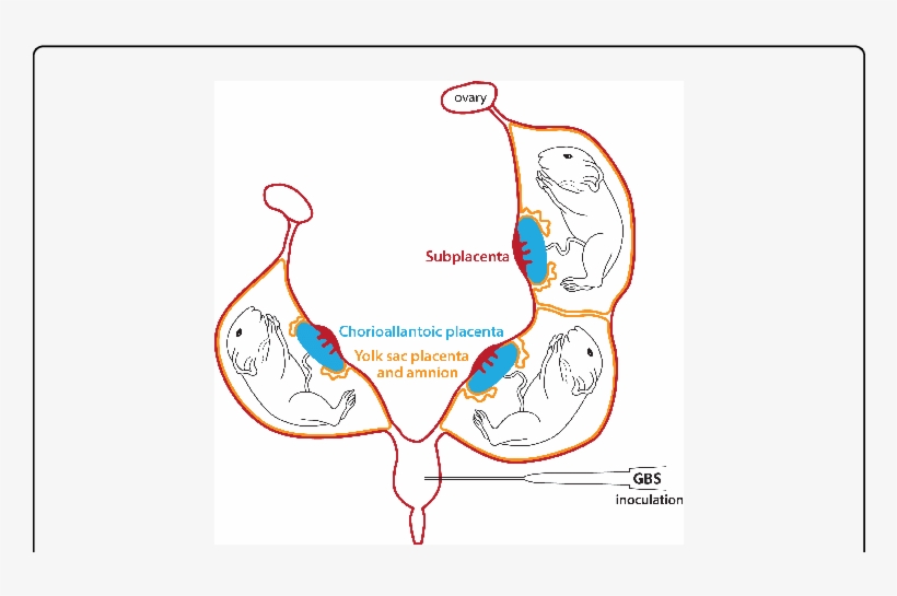 Schematic Representation Of The Bicornuate Guinea Pig - Pregnant Guinea Pig, transparent png download