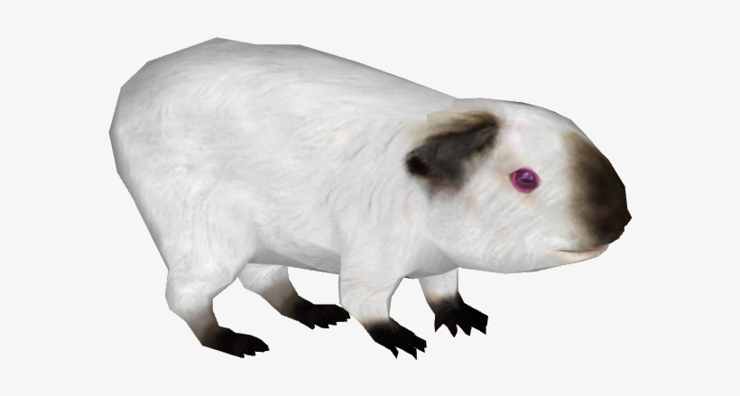 Guinea Pig 3 - Guinea Pig, transparent png download