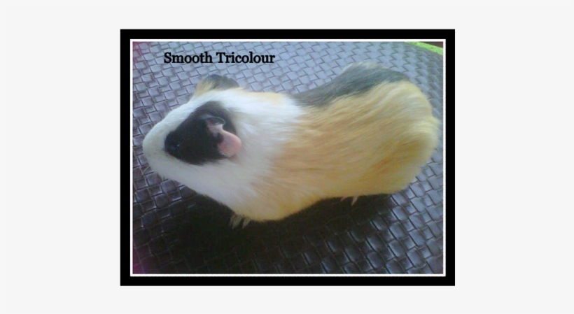 Smooth Guinea Pig - Guinea Pig, transparent png download