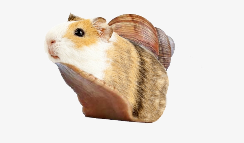 Snailnea - Photograph, transparent png download