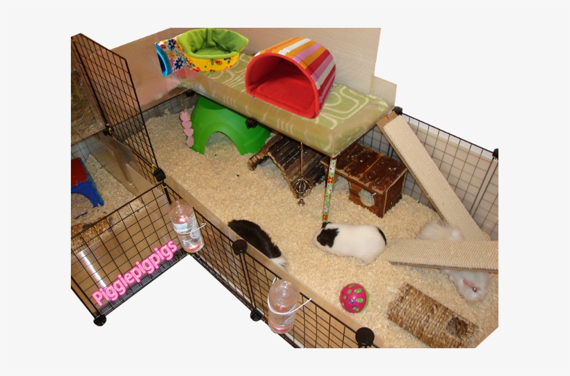 Png Freeuse Stock Pigs - Guinea Pig Information, transparent png download