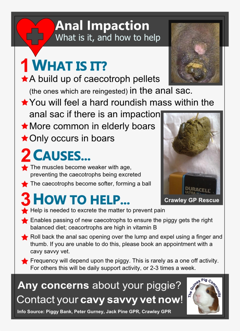 Anal Impaction Is An Important Illness To Be Aware Guinea Pig Impaction Transparent Png 744x1052 Free Download On Nicepng