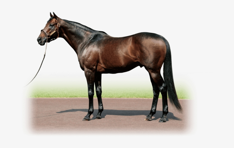 King Kamehameha - Shadai Stallion Station, transparent png download