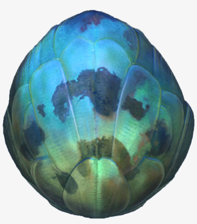 Eggs - Subnautica Sea Dragon Egg, transparent png download