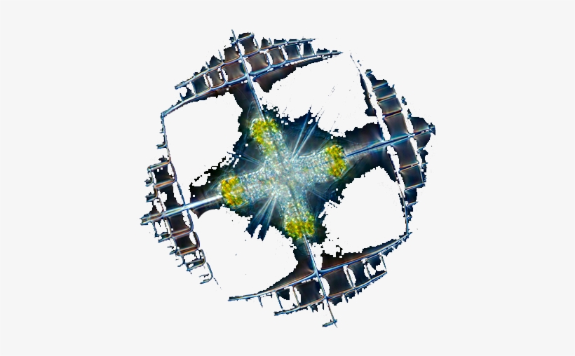 Animal Vegetal - Graphic Design, transparent png download