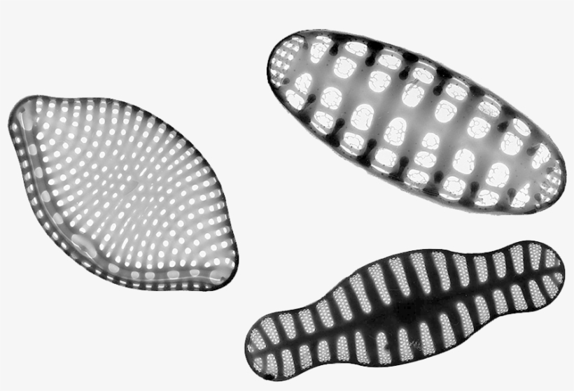 Diatom Png, transparent png download
