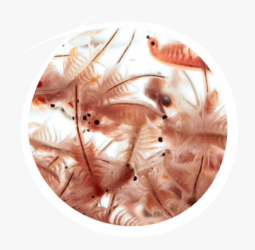 Plankton, transparent png download