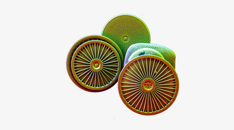 A Healthy Dose Of Plankton Humility - Tem Microscope Diatom, transparent png download