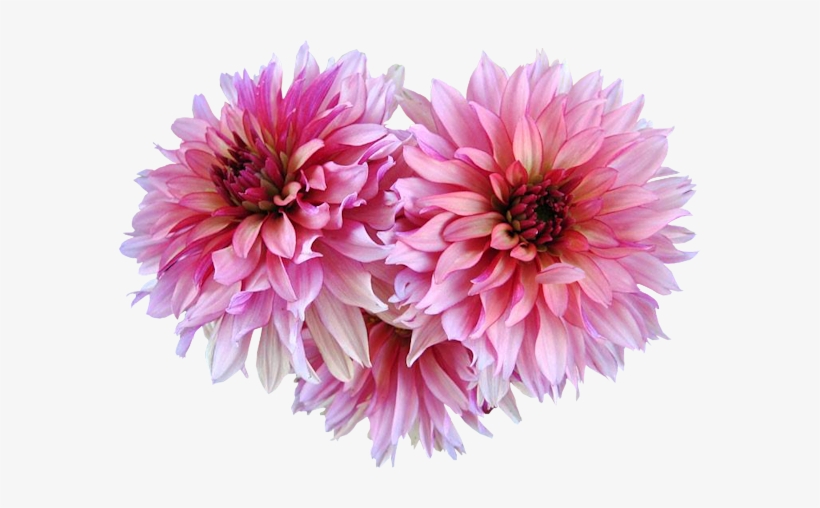 Fleurs,tube,png - Portable Network Graphics, transparent png download