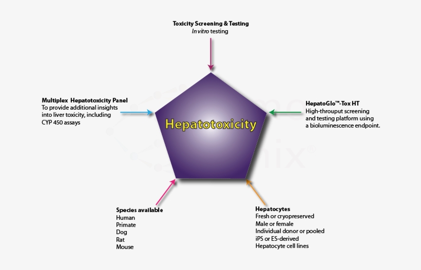 An In Vitro Hepatotoxicity Assay - Human Neurotoxicity, transparent png download