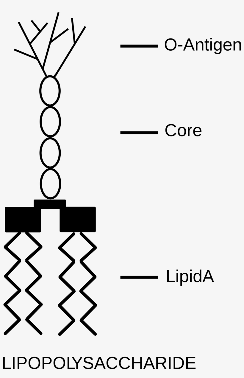 Open - Lipopolysaccharide Structure, transparent png download
