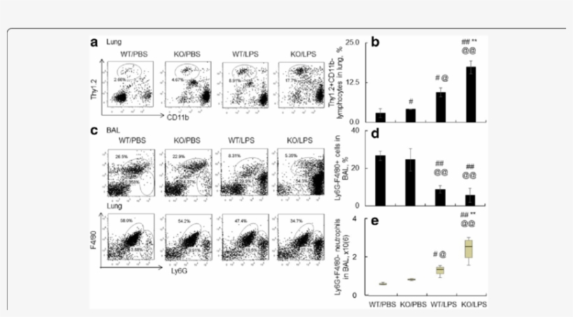 Lack Of Socs3 Increased T Lymphocytes And Neutrophils - Common Fig, transparent png download