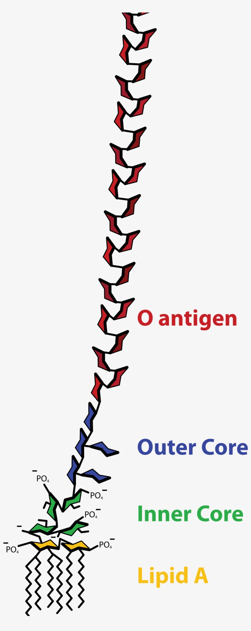 Lps Aufbau, transparent png download