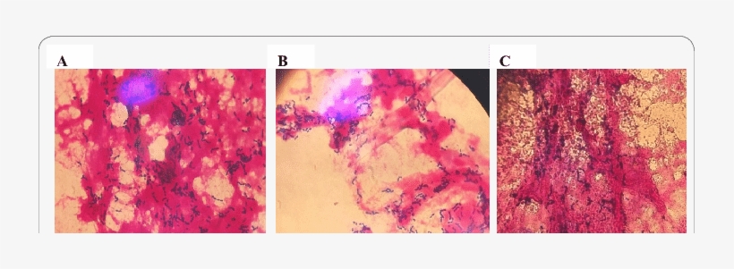 Cellular And Molecular Biology Characterization Of - Painting, transparent png download