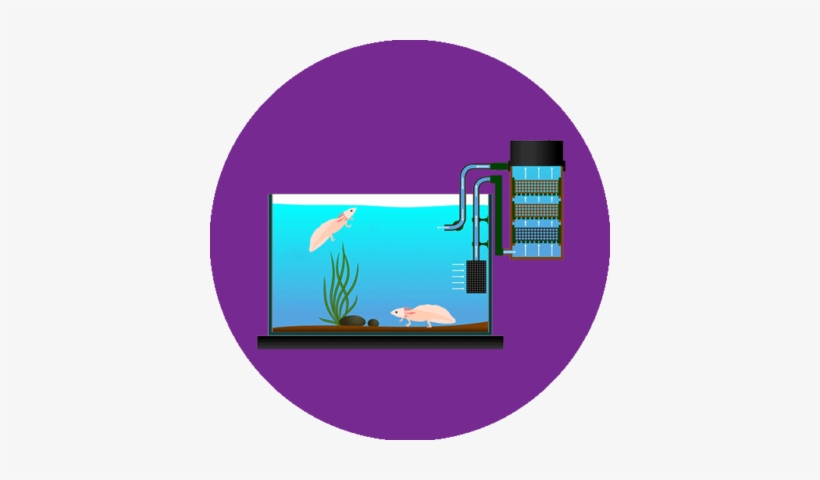 What Is The Best Filter For Axolotl - Axolotl, transparent png download