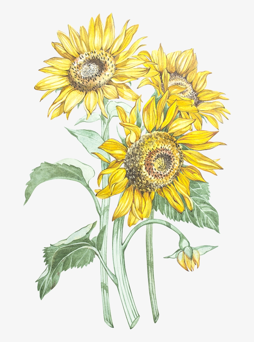 Here - Scheda Botanica Del Girasole, transparent png download