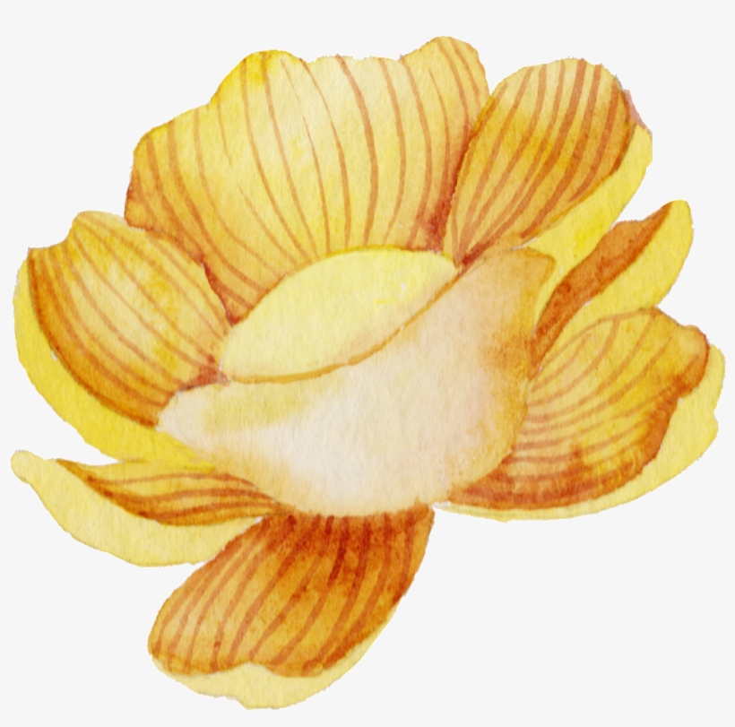 Hand Drawn A Watercolor Flower Png Transparent - Lotus, transparent png download