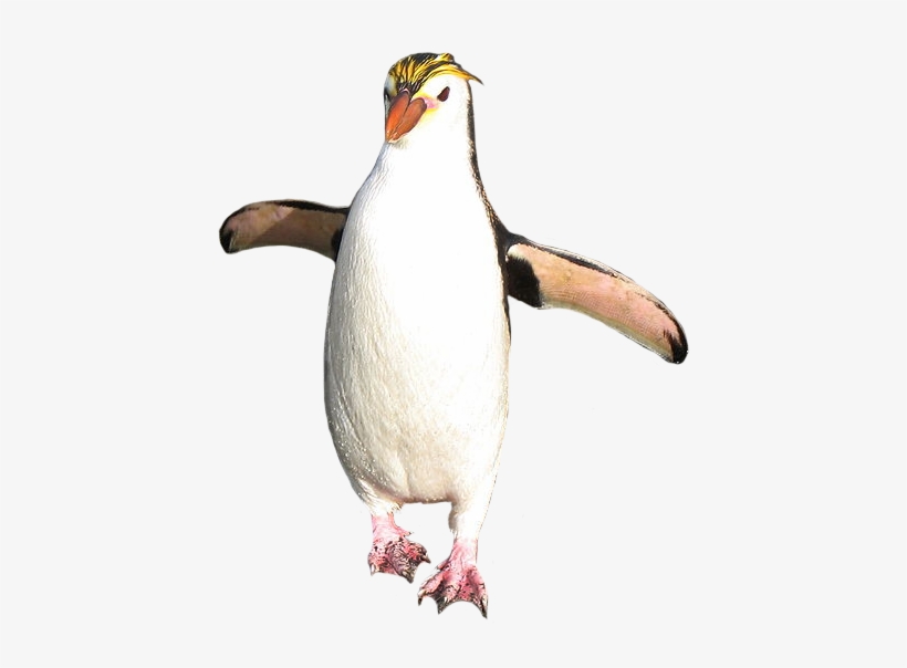Royal Penguin - Macaroni Penguin Transparent Background, transparent png download
