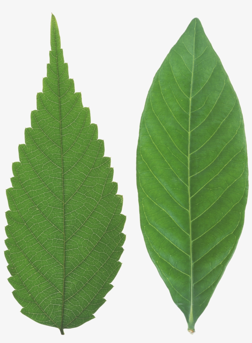 Green Leaves Png Image - Leaf, transparent png download