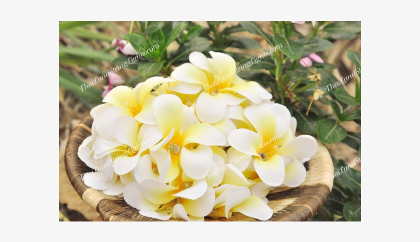 White, transparent png download