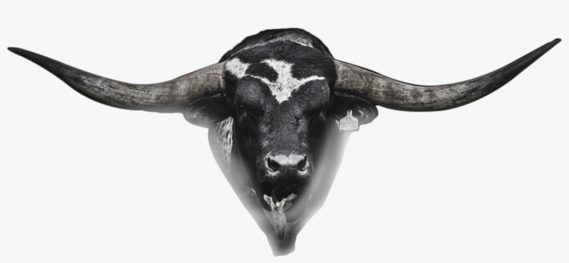 Hetland Horns Bull Head - Missouri, transparent png download