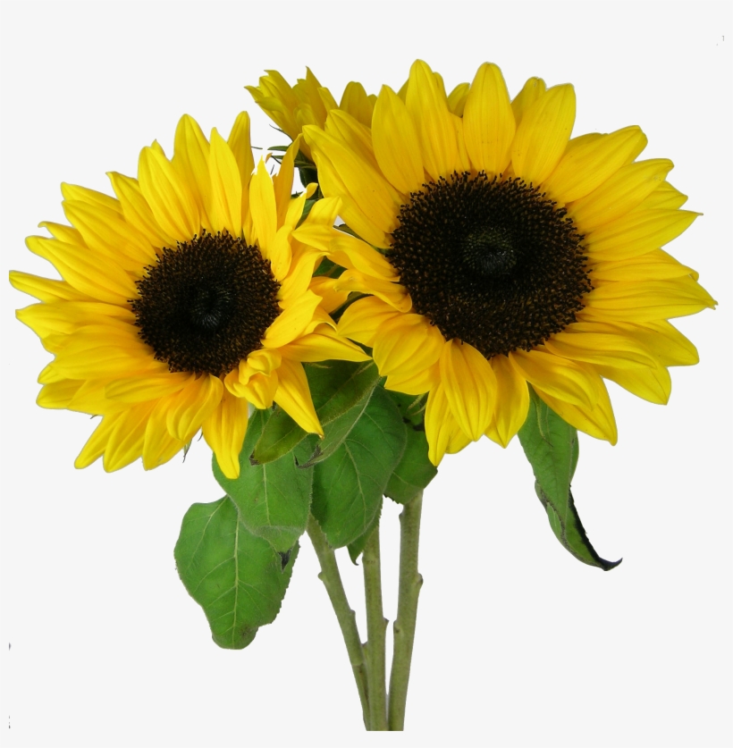 Sunflower Png Background Image - My First Book Of Early Learners [book], transparent png download