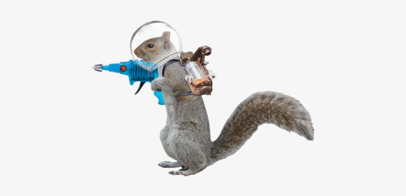 Png Transparent - Squirrel, transparent png download