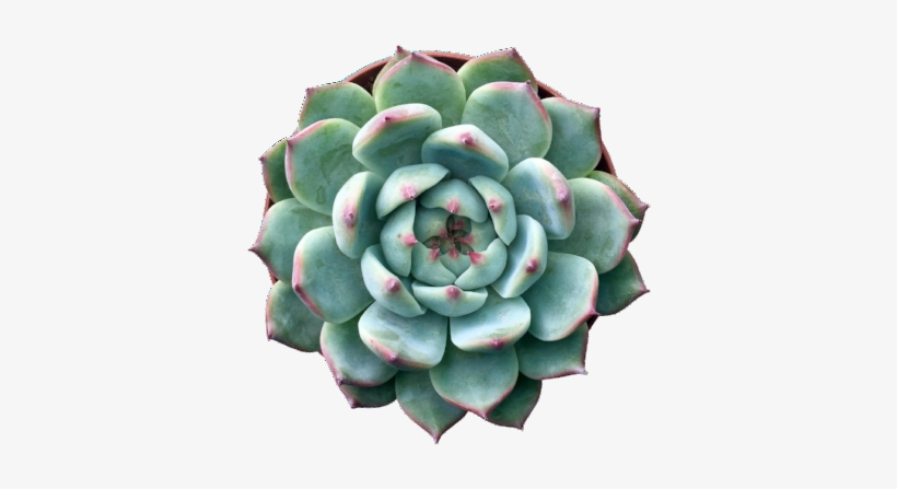 Tippy - Succulent Plant, transparent png download