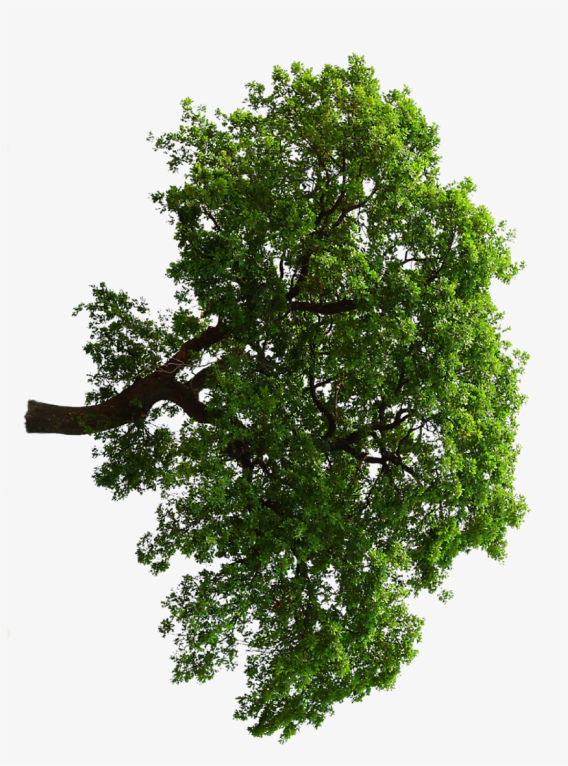 Oak Tree - Oak, transparent png download