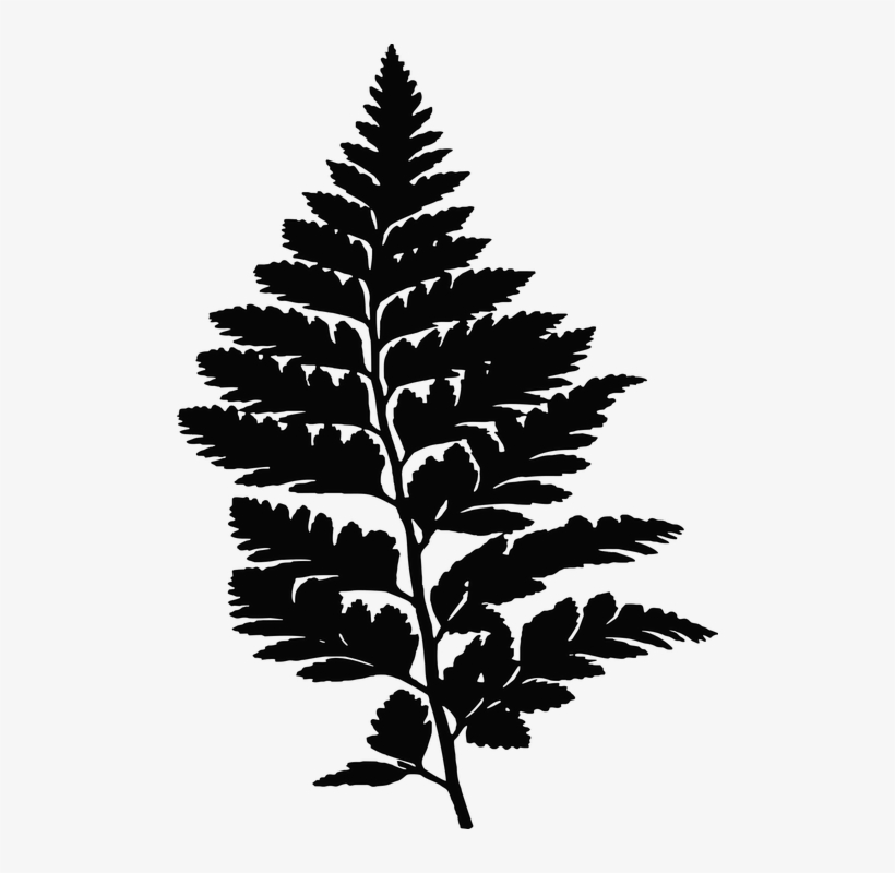 Free Image On Pixabay - Fern Silhouette, transparent png download