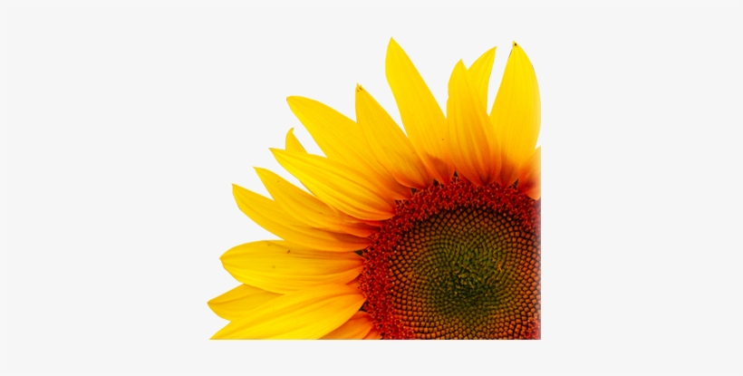 Design And Nature Iv: Comparing Design In Nature With, transparent png download