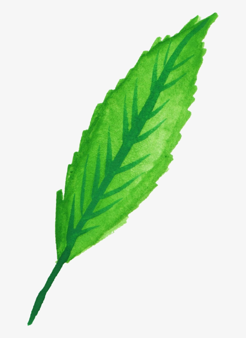 Free Download - Mint Leaves Watercolor Png, transparent png download