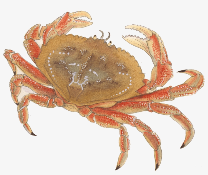 Crab Seafood, transparent png download