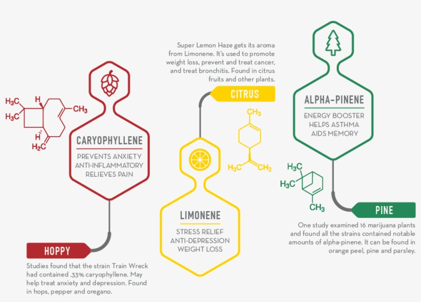 In The Image Below, We Detail Some Terpenes That Are - Diagram, transparent png download