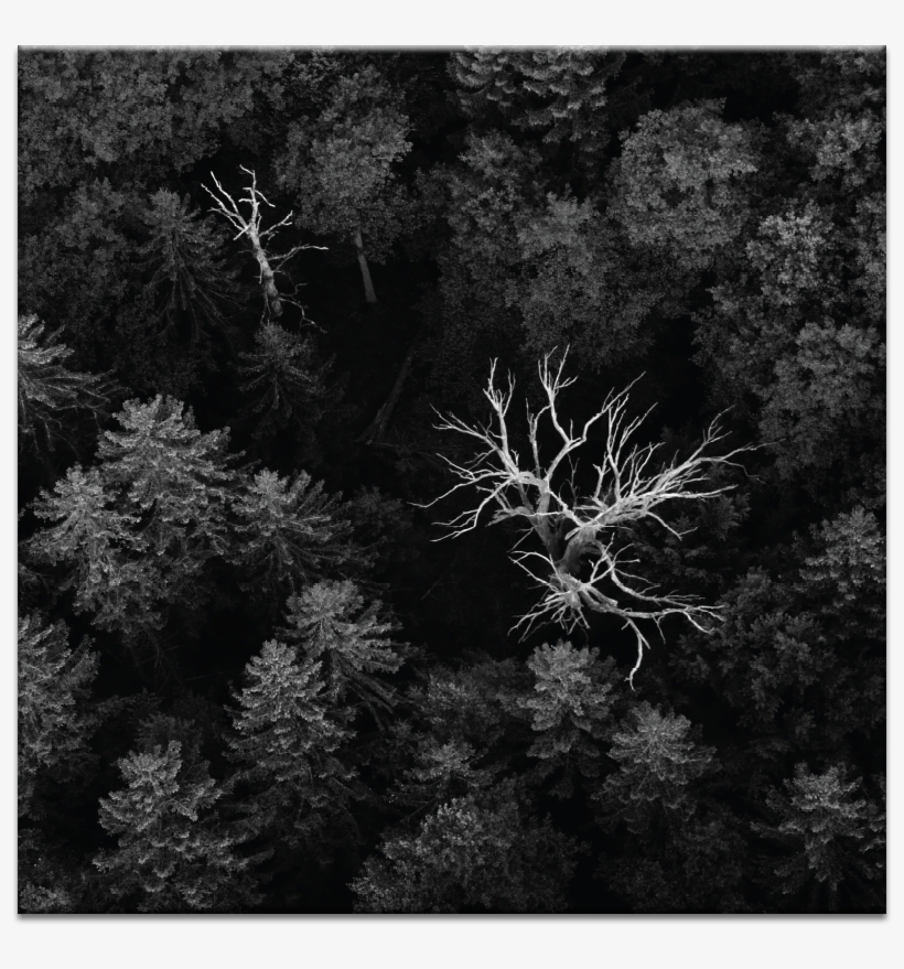 Dead Trees - Leinwandbild Tote Bäume Brayden Studio, transparent png download