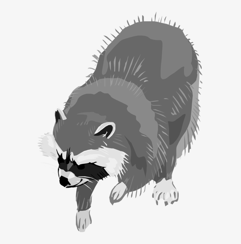 Raccoon Clipart Grey - Raccoon, transparent png download