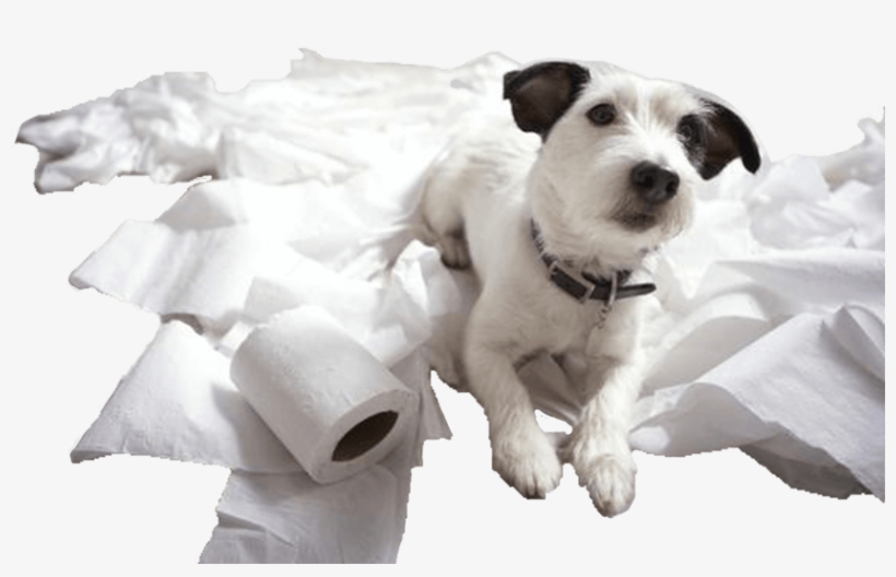 Jack Russell Memes Funny, transparent png download