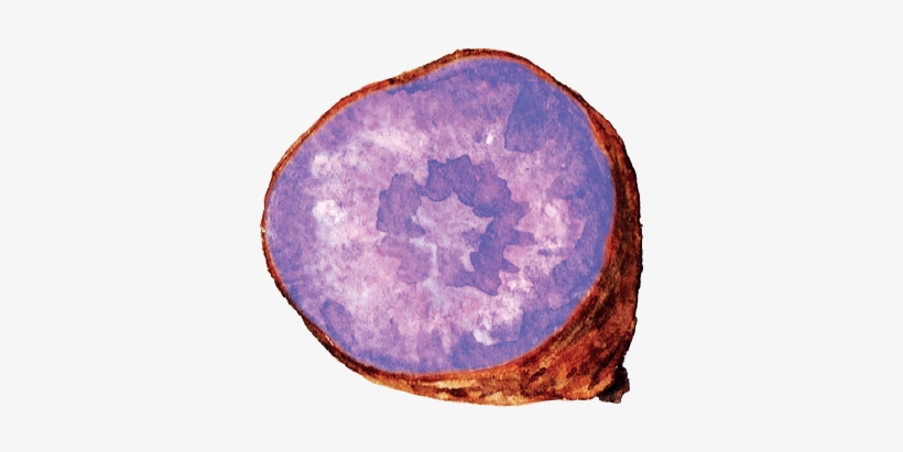 Purple Sweet Potato - Purple Sweet Potato Watercolor, transparent png download