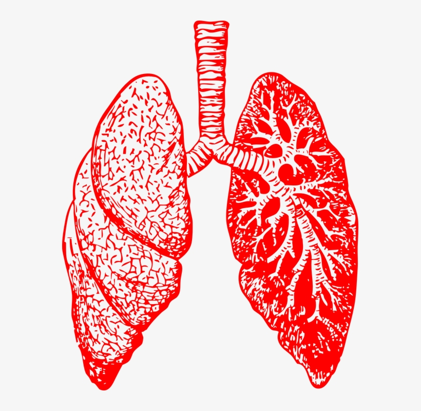 Could Exposure To Silica Dust Be Impacting - Dealing With Bronchitis: Overcoming Bronchitis And, transparent png download