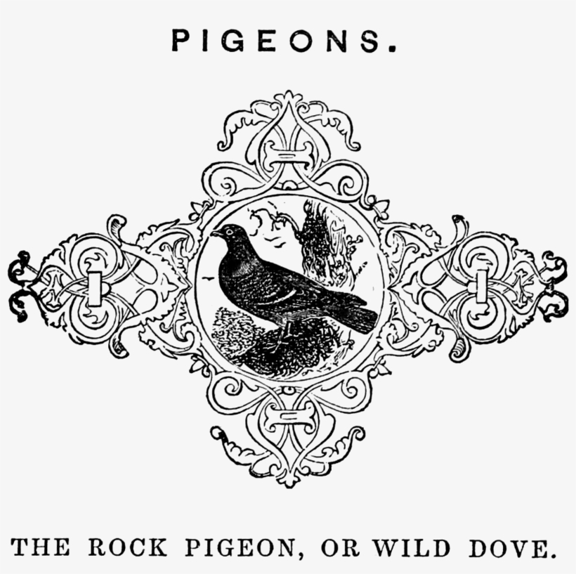 Jpeg Download - Illustration, transparent png download