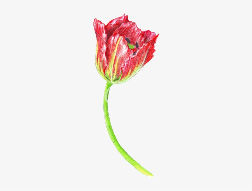 Banner Library Download Hand Of A Tulip Photos By Canva - Detailed Colored Pencil Flowers, transparent png download